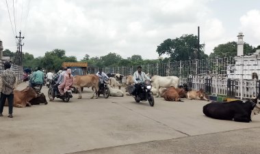 अब गोवंश या अन्य मवेशियों को ऐसे खुले में जानबुझकर छोड़ा तो होगी कार्रवाई