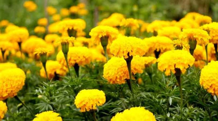 फूलों की खेती में मध्यप्रदेश देश में तीसरे स्थान पर आया, जल्द बनेगा सिरमौर