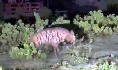 कहां दिखा लकड़बग्घा, वन विभाग ने जारी किया अलर्ट : अंधेरा होने के बाद अकेले बाहर ना निकलें... जानने के लिए पढ़ें ये खबर