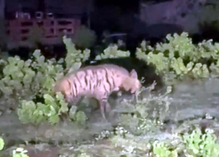 कहां दिखा लकड़बग्घा, वन विभाग ने जारी किया अलर्ट : अंधेरा होने के बाद अकेले बाहर ना निकलें... जानने के लिए पढ़ें ये खबर