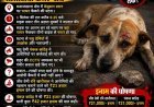 बाइक सवार युवक कुत्ते पर फैंक गए बड़ा भारी पत्थर, जीवदया प्रेमी बोले इन्हें ट्रेस कर पुलिस को बताएं तो देंगे ईनाम